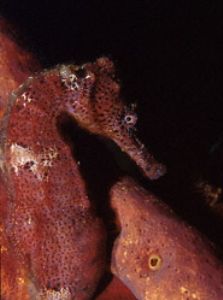 Seahorse, Bonaire. Ikelite Nikon N90, 105mm macro lens by Francois Zylberman 